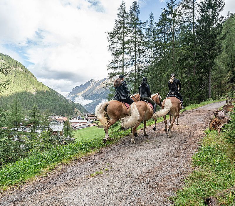 Unsere Bildergalerie Liebe Sonne Haflingerzucht Sölden